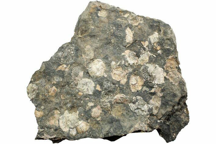 Pennsylvanian Fossil Brachiopod Plate - Kentucky #224691